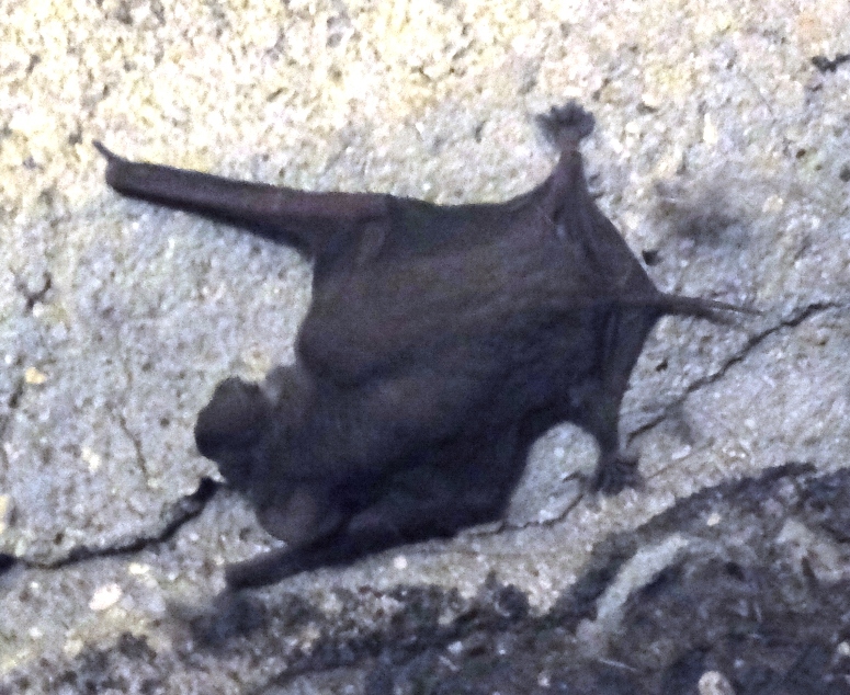 Bat clinging to cave wall