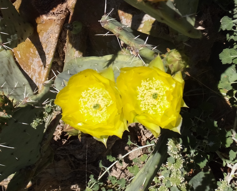 Yellow cactus flower