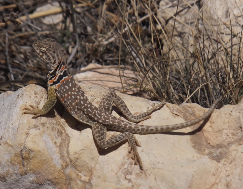 Collared lizard