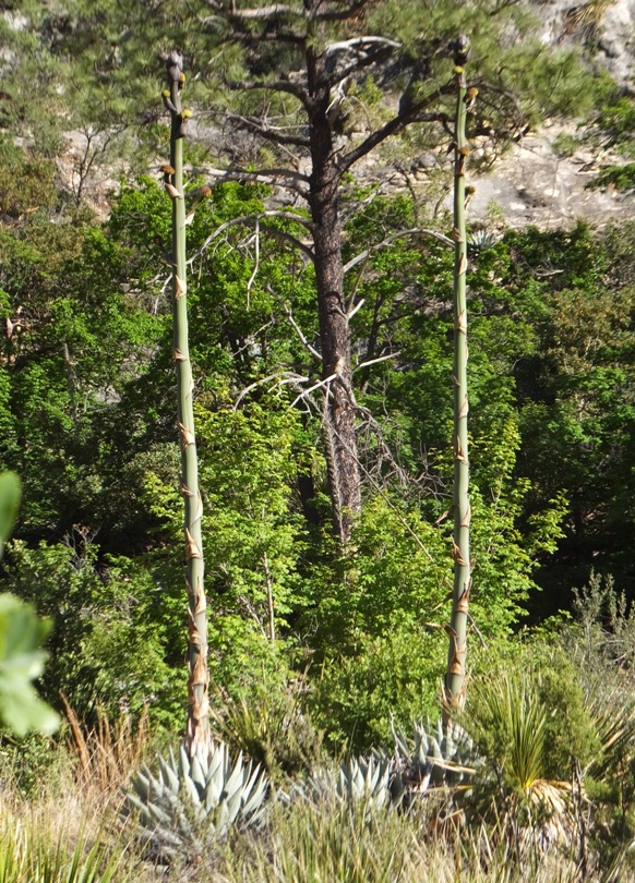 Two agave plants