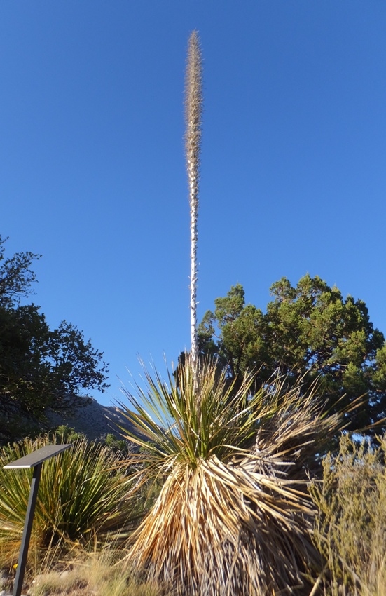 Sotol plant