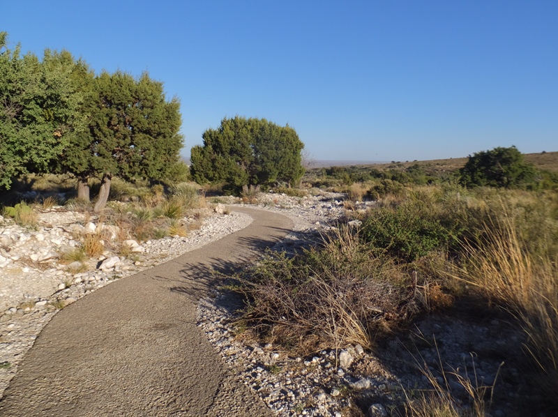 Path containing native plants