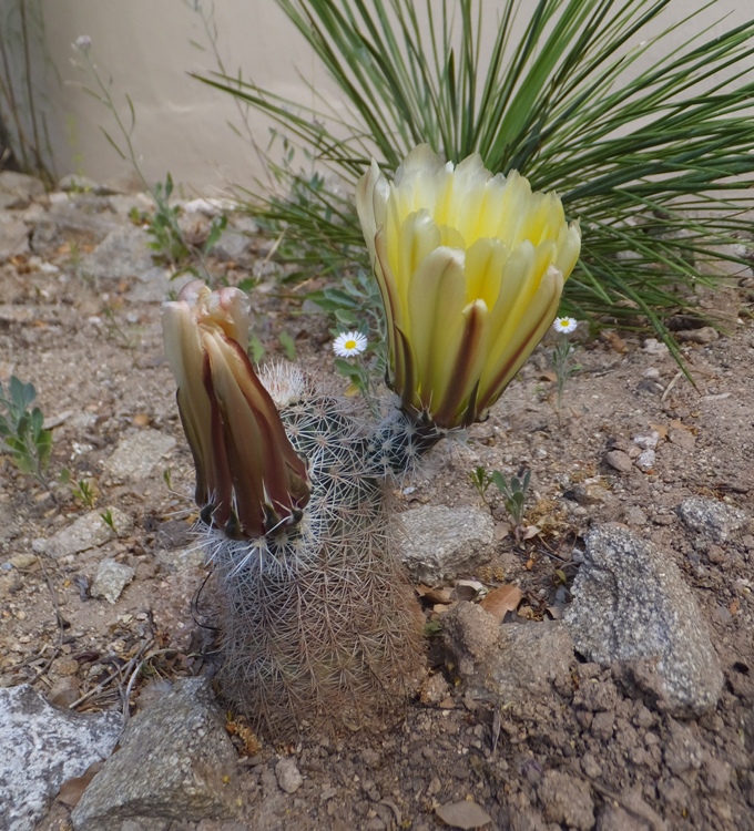 Big yellow flower on small cactus