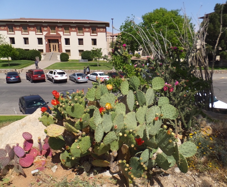 Big green cactus with flowers next to small pink cactus on the left