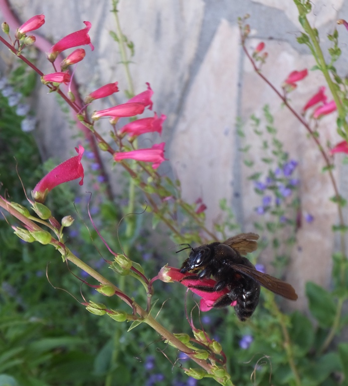 Bee and pink flower