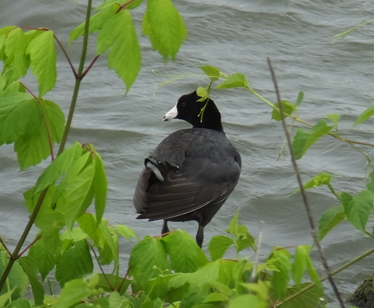 American coot standing on the shore by the lake