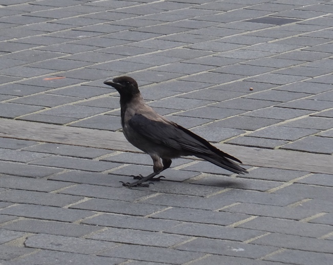 Hooded crow