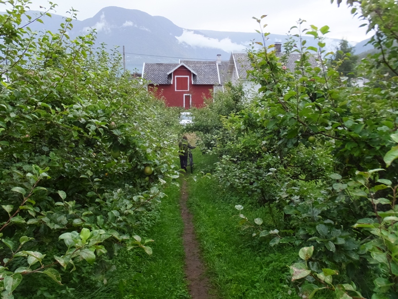 Pushing bicycles through apple orchard