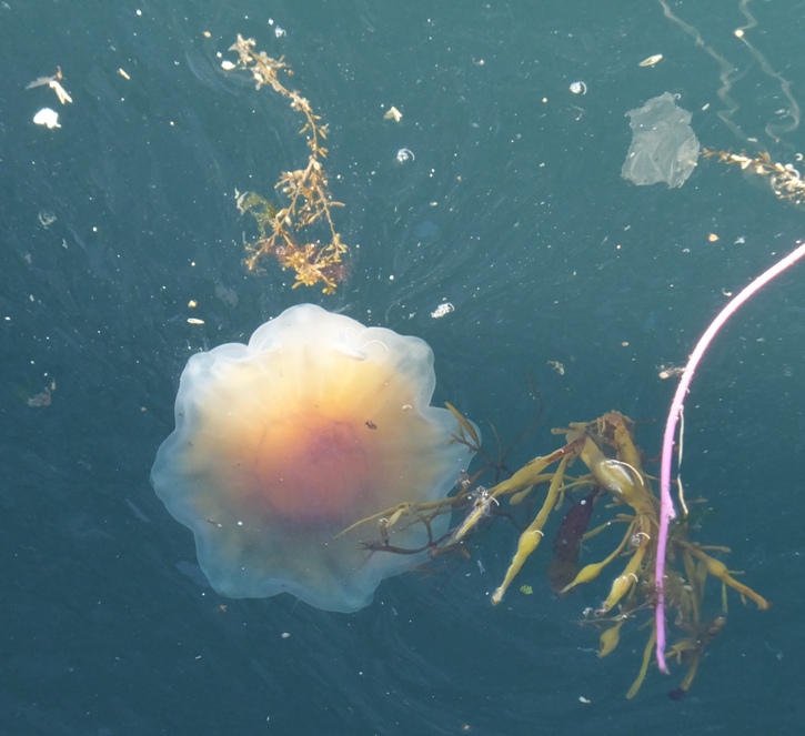 Orange jellyfish