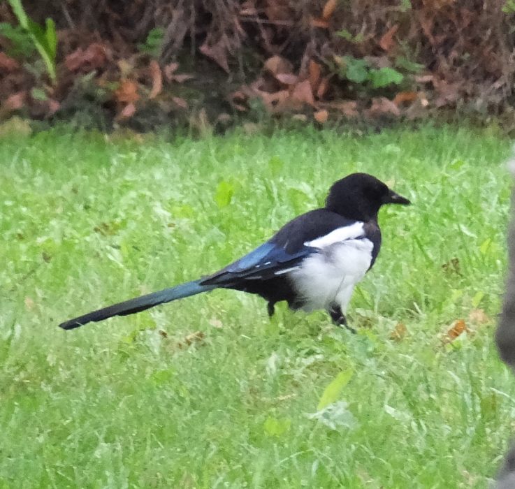 Eurasian magpie