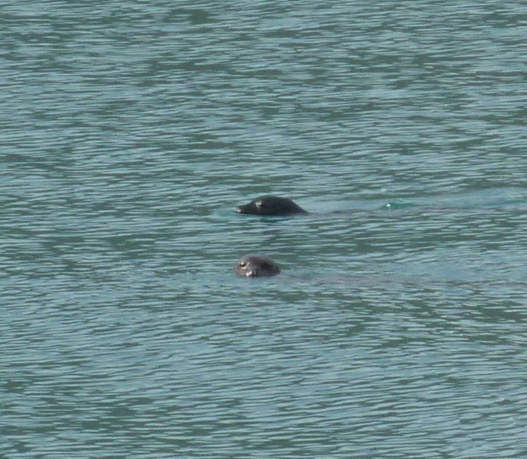 Two seals sticking their heads out of the water