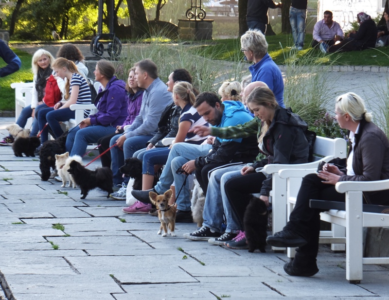 Small dogs and their owners