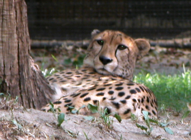 Cheetah lying down