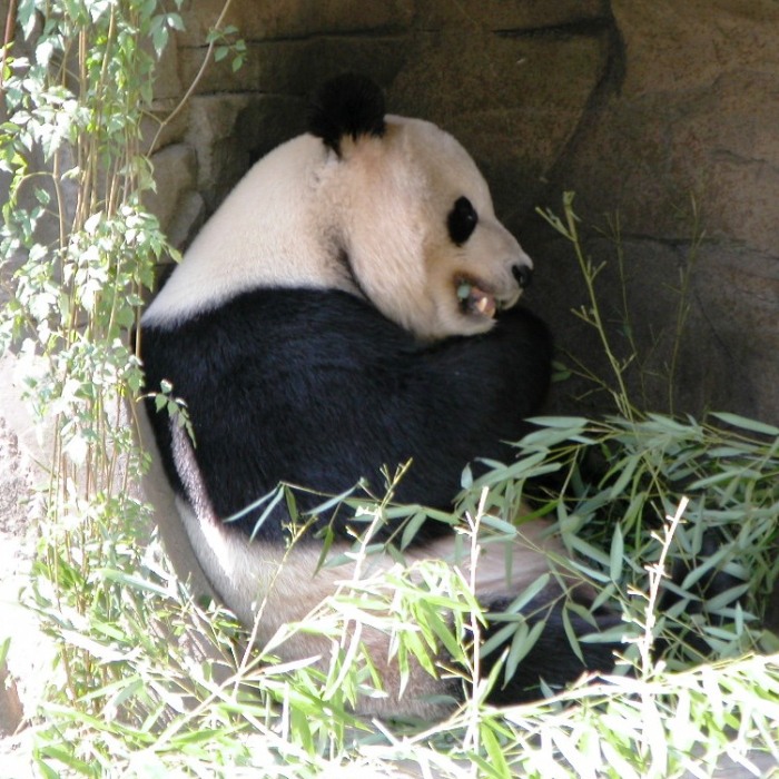 Panda bear sitting, eating bamboo