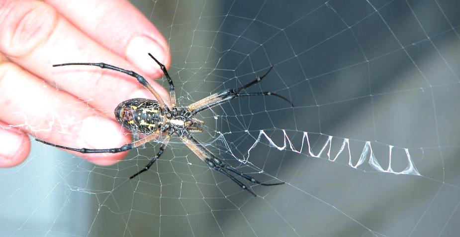 Writing spider in web, showing a thick section of web that looks like writing