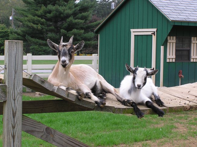 Two young goats on wooden bridge