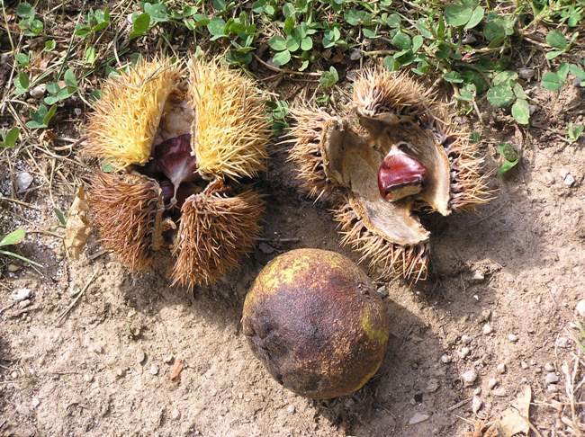 Chestnuts with the outer shell broken open on some