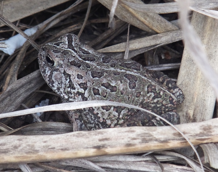 American toad