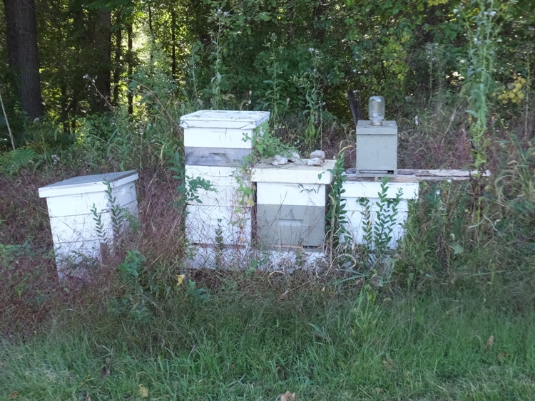 Bee hive boxes