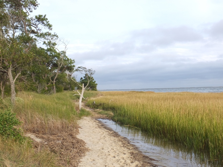 Marshy beach