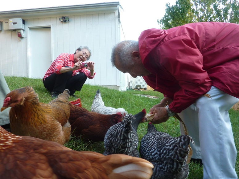 Mom taking picture of Dad and chickens