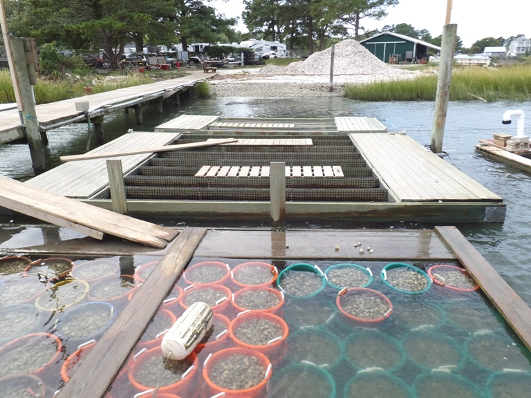 Clams in containers by a pier