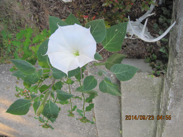 White datura flower blooming