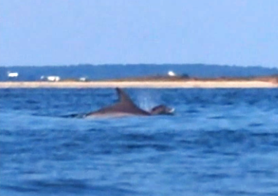 Dolphins breaching