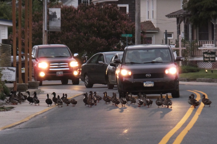 Cars waiting while ducks cross the road