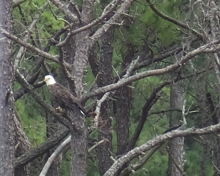 Bald eagle in tree