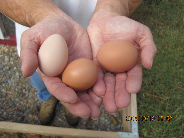 Me holding three eggs