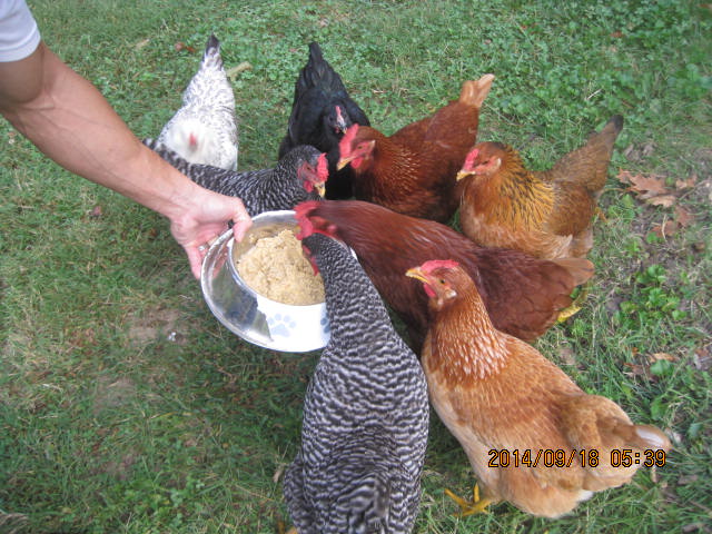 Me holding bowl of fermented feed with eight chickens around it