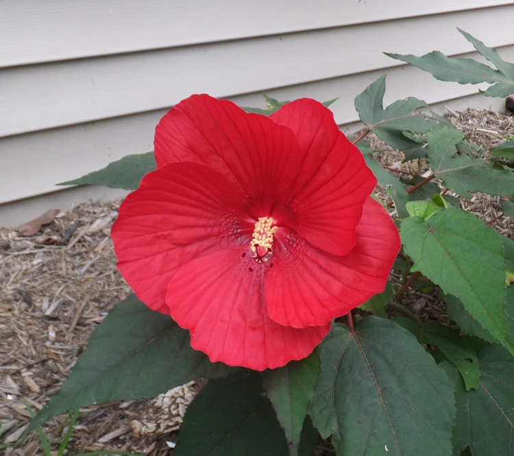 Red hibiscus flower