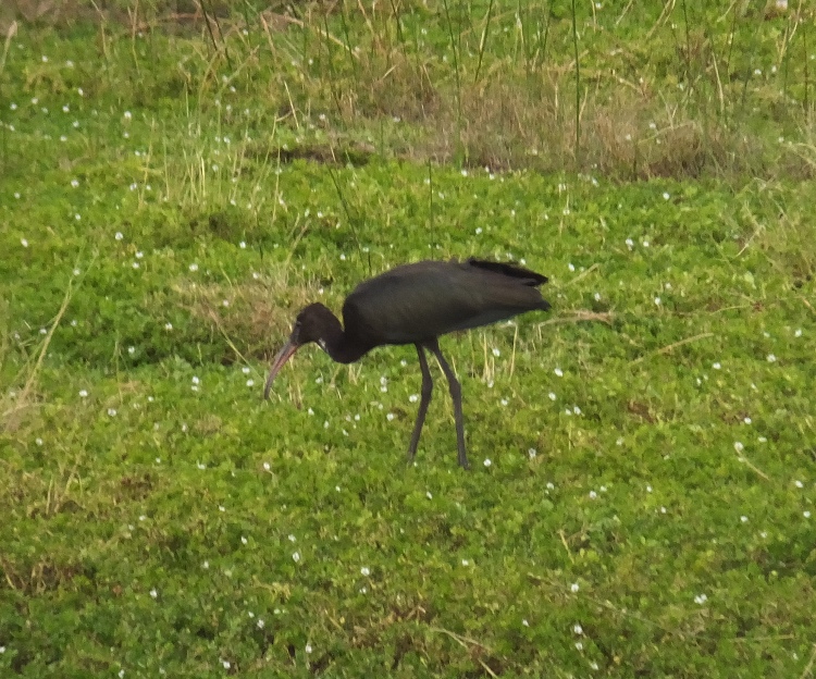 Black ibis bird