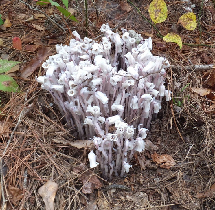 Indian pipe, a white plant