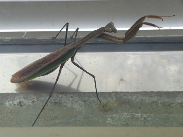 Praying mantis