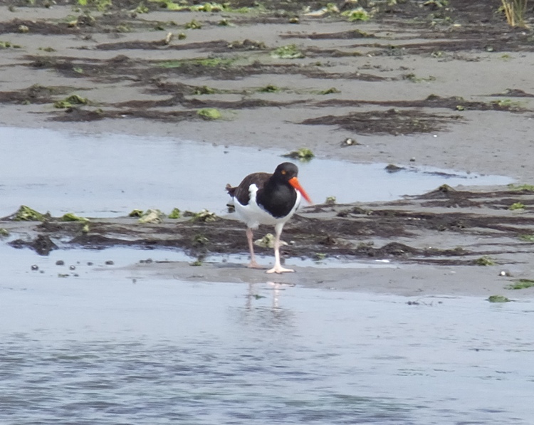 American oystercatcher bird