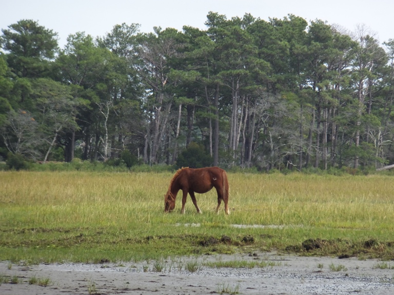 Solitary reddish-brown pony eating grass