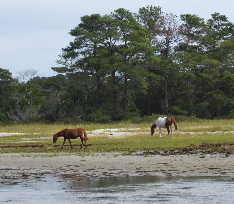 Two ponies