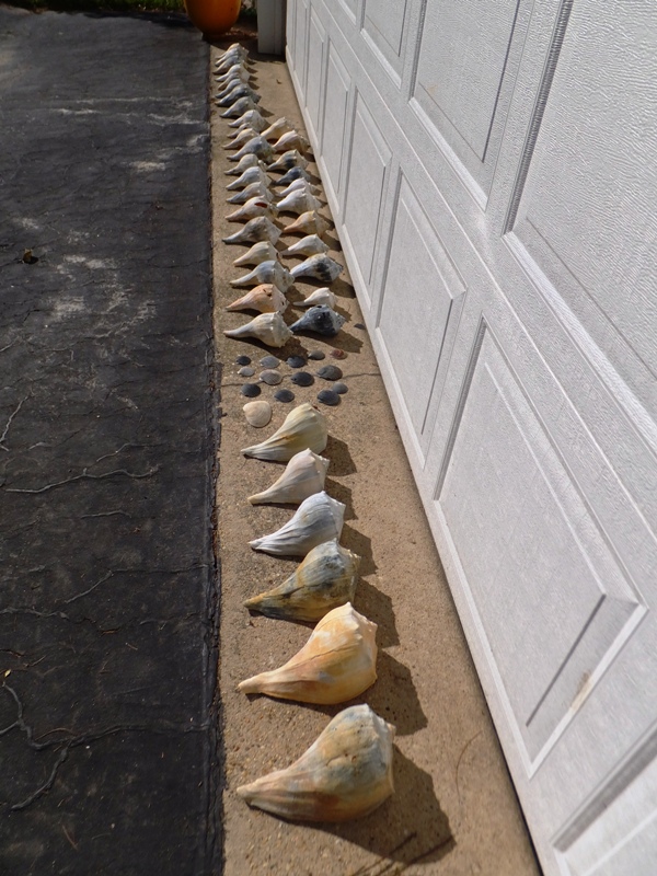 Shells drying in front of garage