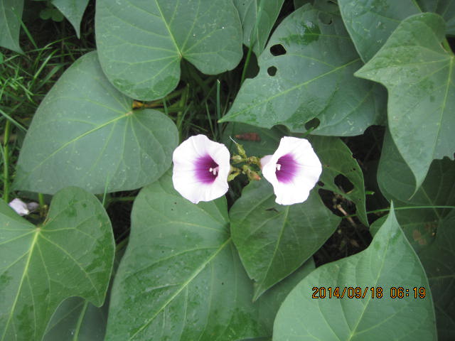 Two sweet potato flowers