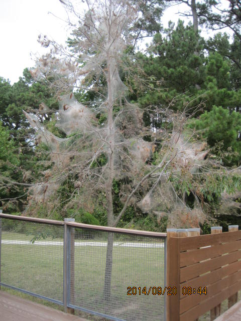 Tree devastated by tent caterpillars