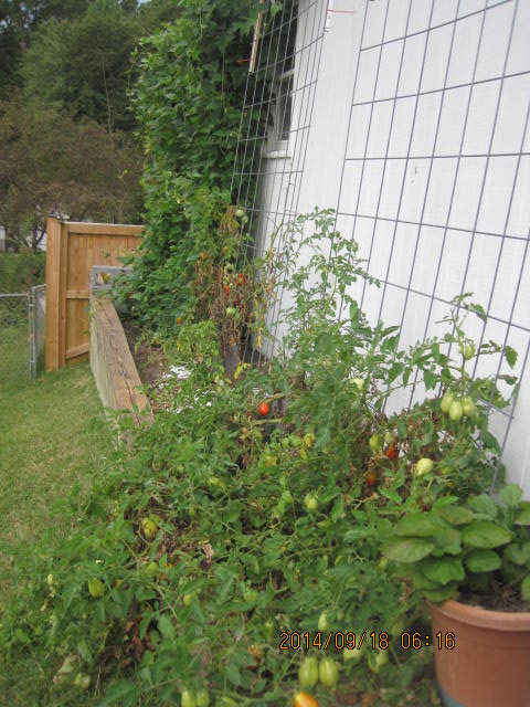 Green tomatoes growing up trellis