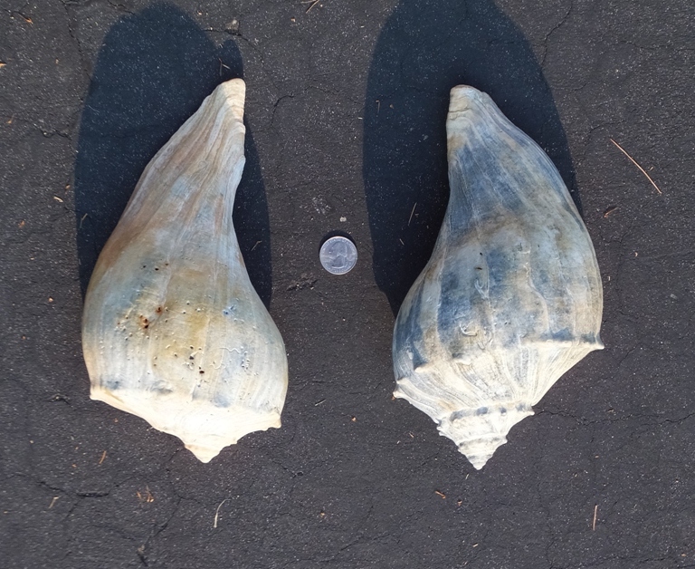 Two shells with opening facing away