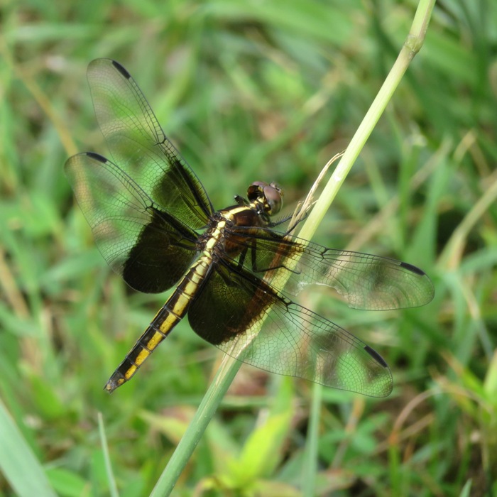 Skimmer dragonfly