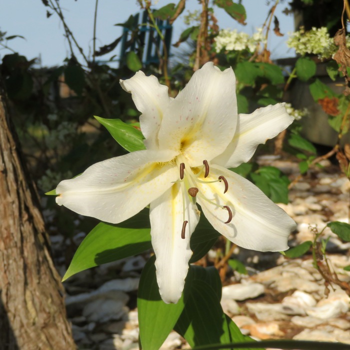 Big, white flower