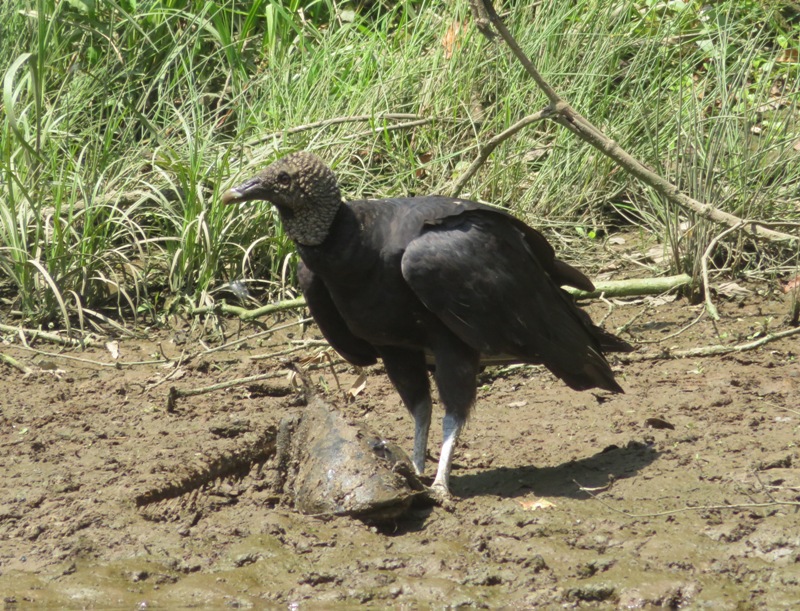 Black vulture and fish