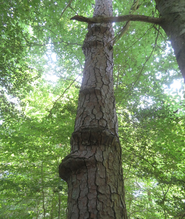 Tree with horizontal protrusions