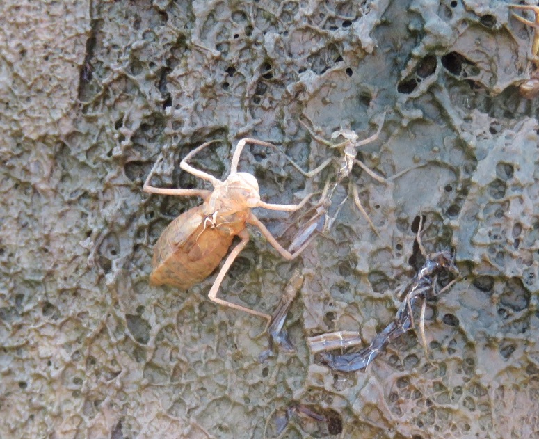 Insect exuviae