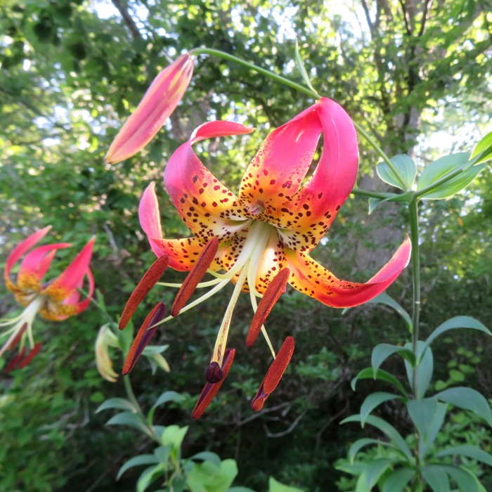 Red Turk's-cap Lily flower